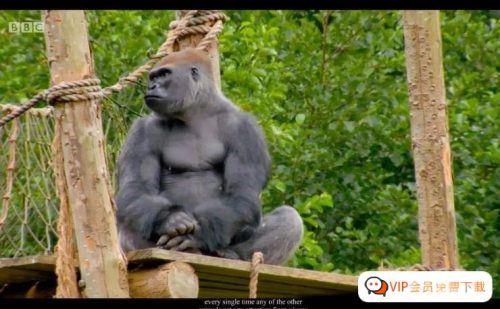 BBC儿童动物园喜剧《The Zoo》 (1+2季)，看动物世界学英语知识高中-初中-小学-大学等各类学习资源祝你学霸